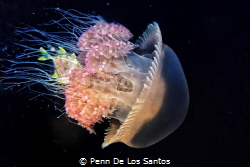 Fish n’ Jelly by Penn De Los Santos 